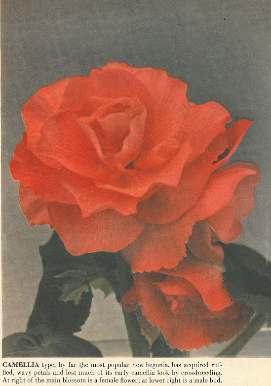 B. ‘Camellia’